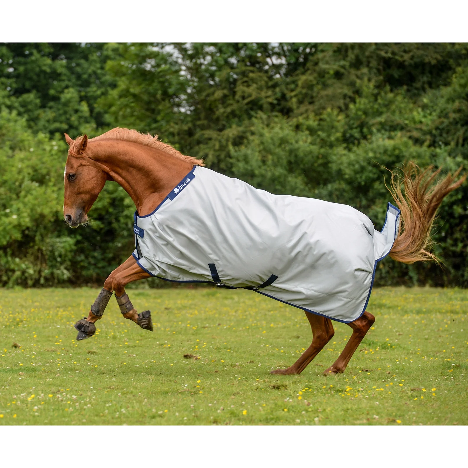 Bucas Power Turnout Light Classic rug SI 120