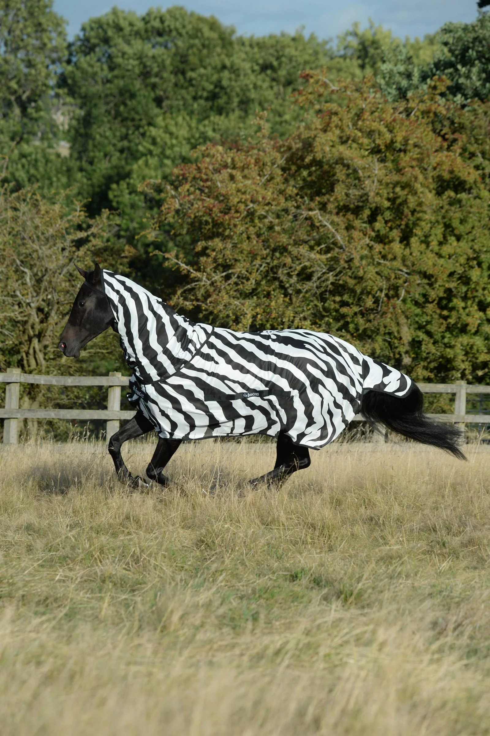Buzz-Off Zebra Fly Rug With Full Neck Black/White 170