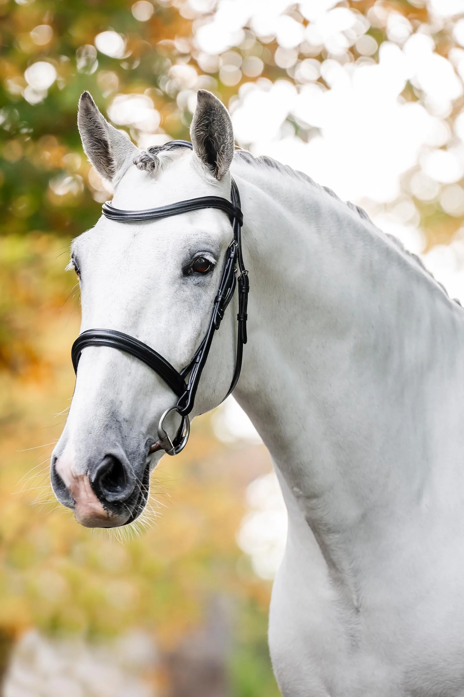 Cavesson Bridle Black C