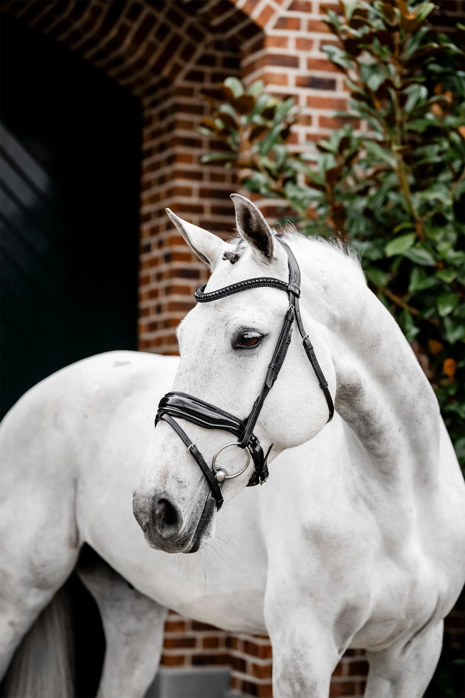 Diamante Flash Bridle Black/Black F