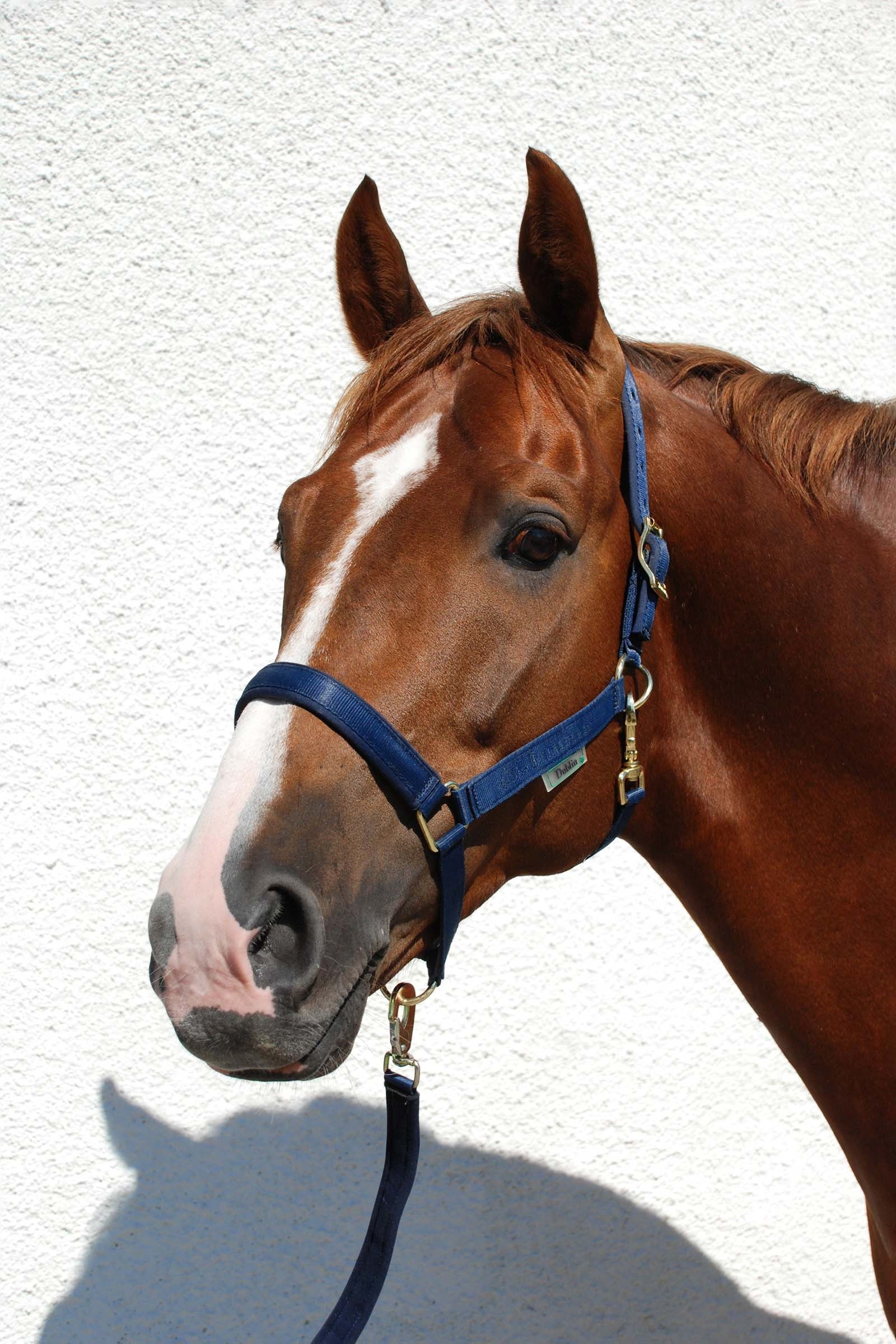 Dublin Padded Luxury Halter Dark Blue/Dark Blue Foal