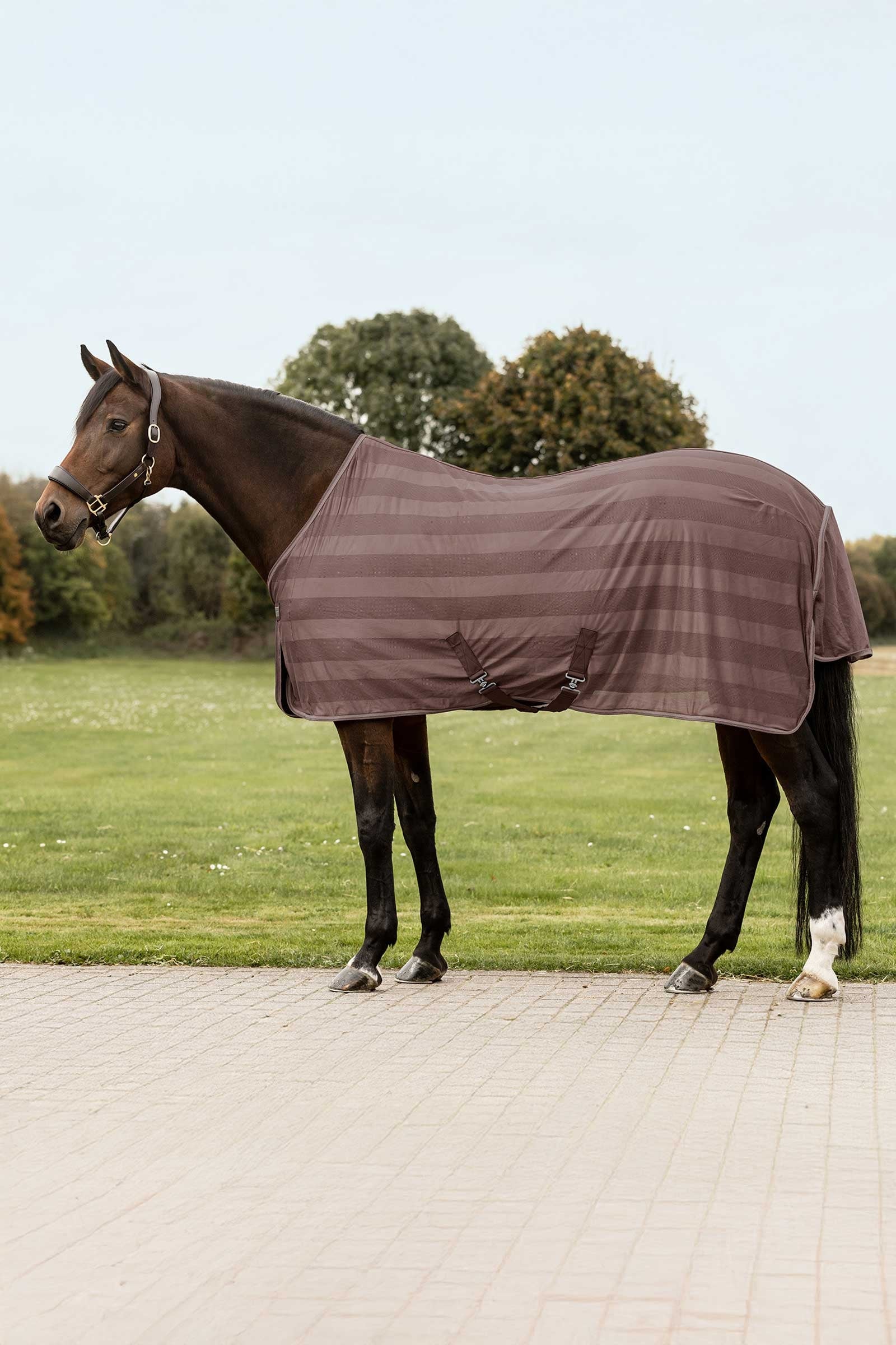 Economic Fly Rug Mocca 165