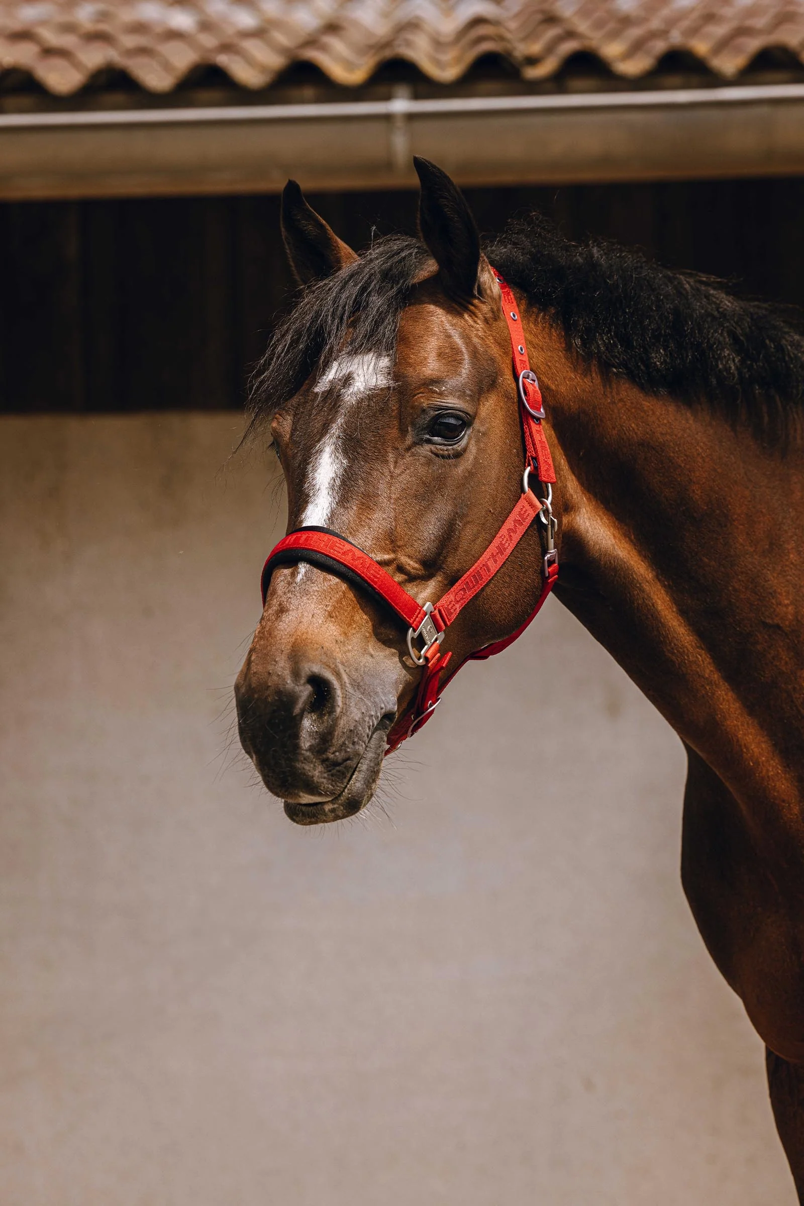 EQUITHÈME Jacquard Nylon Halter Red P