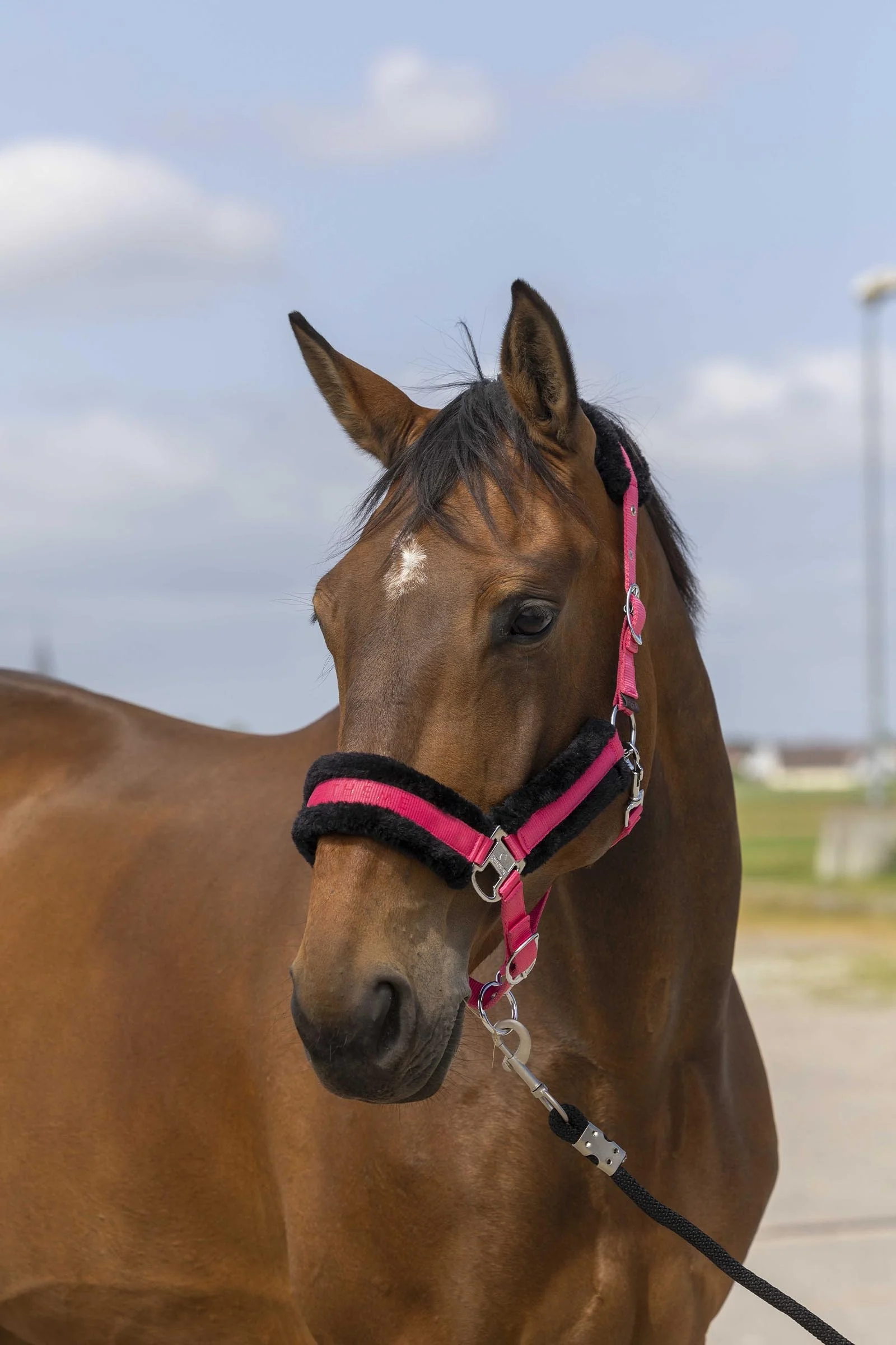 EQUITHÈME Nylon Mouton Halter Black/Old Rose P