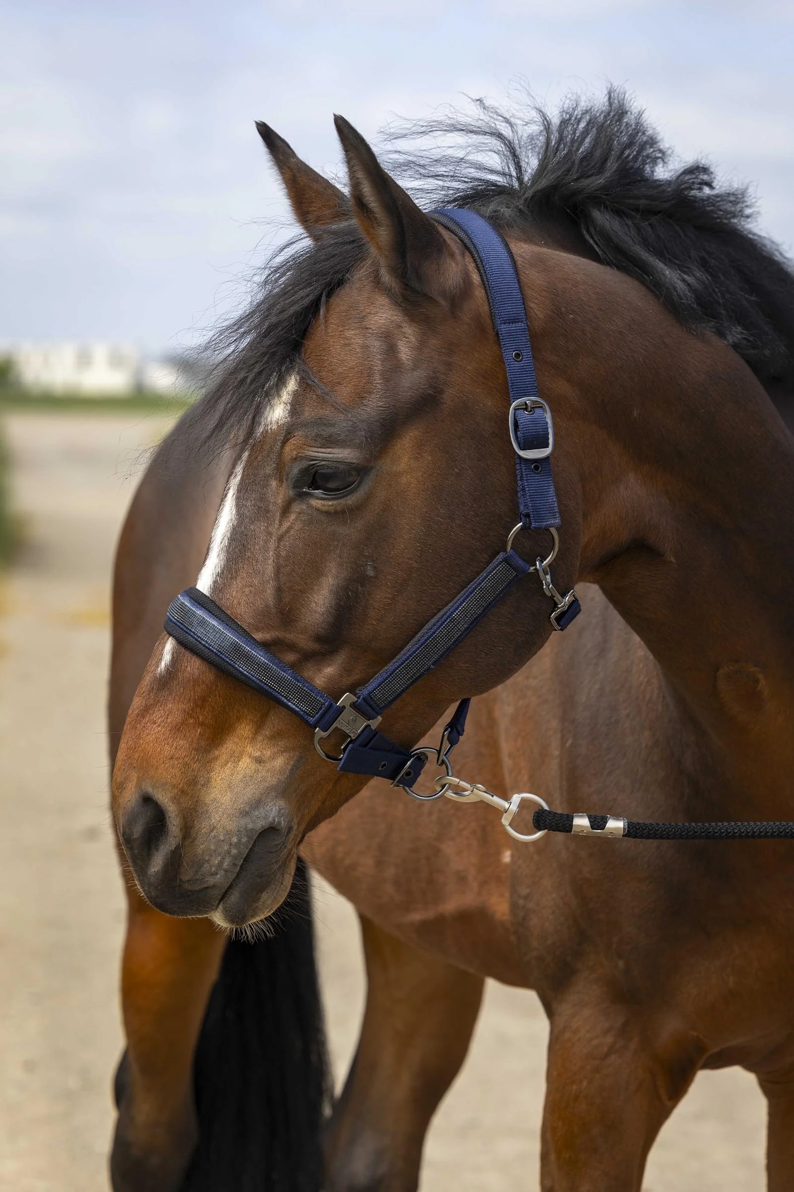 EQUITHÈME Strass Halter Navy C