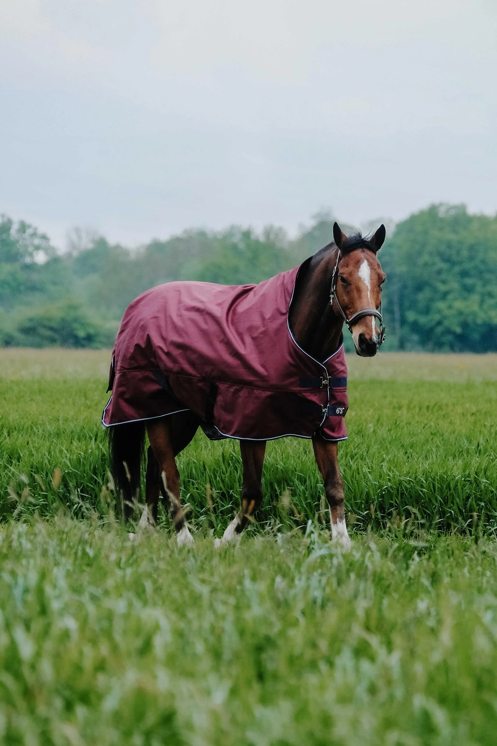 EQUITHÈME TYREX 1200D High Neck Rug, 0 g Burgundy 145