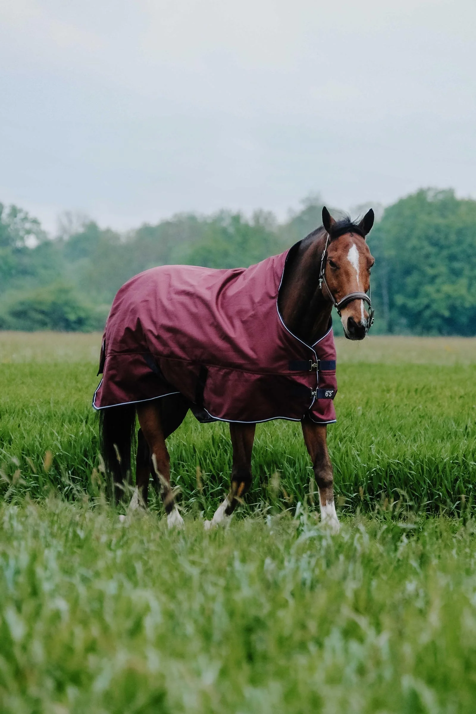 EQUITHÈME TYREX 1200D High Neck Rug, 50 g Burgundy 150