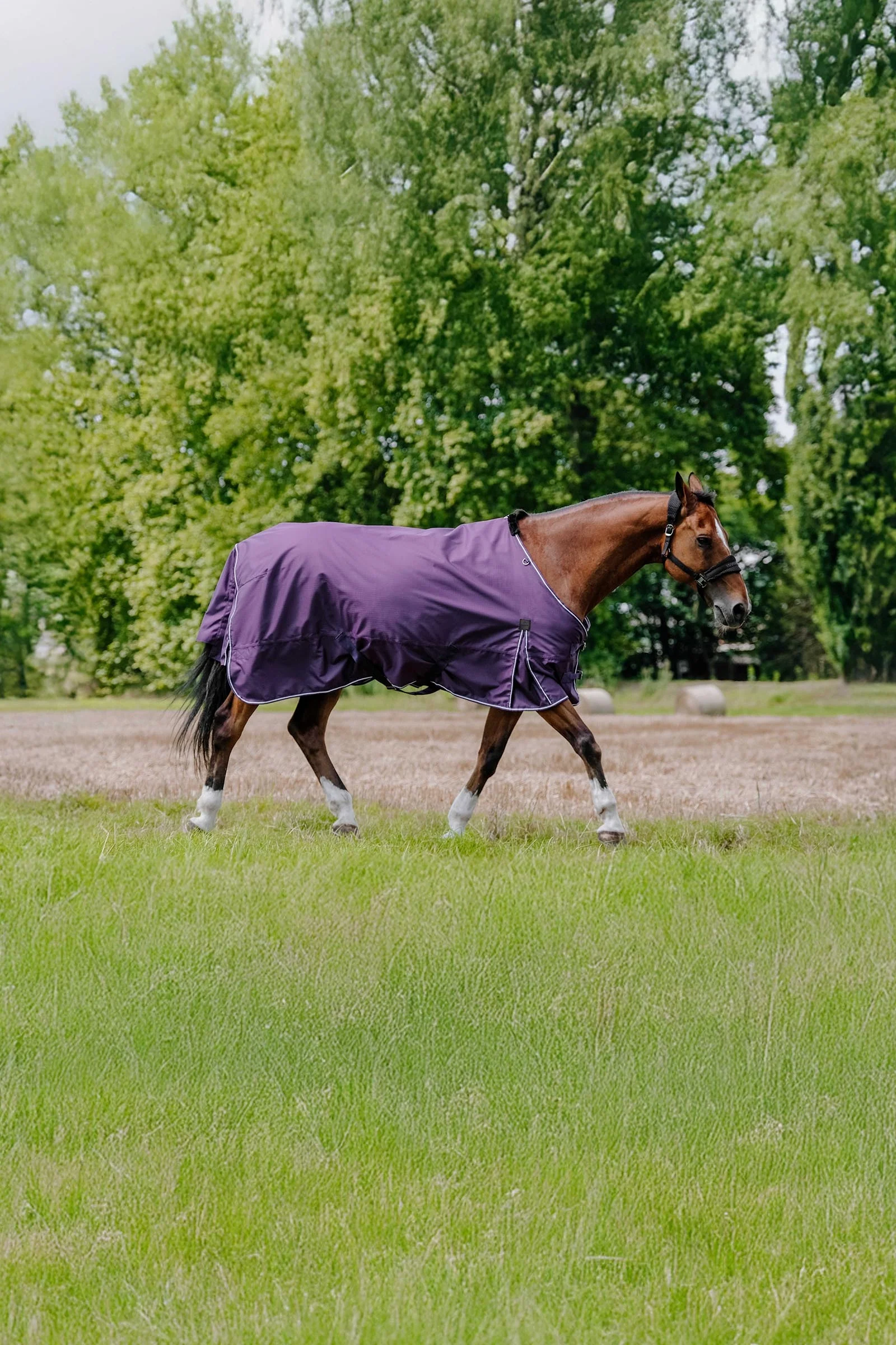 EQUITHÈME TYREX Aisance 600D Turnout Rug, 0 g Plum 125
