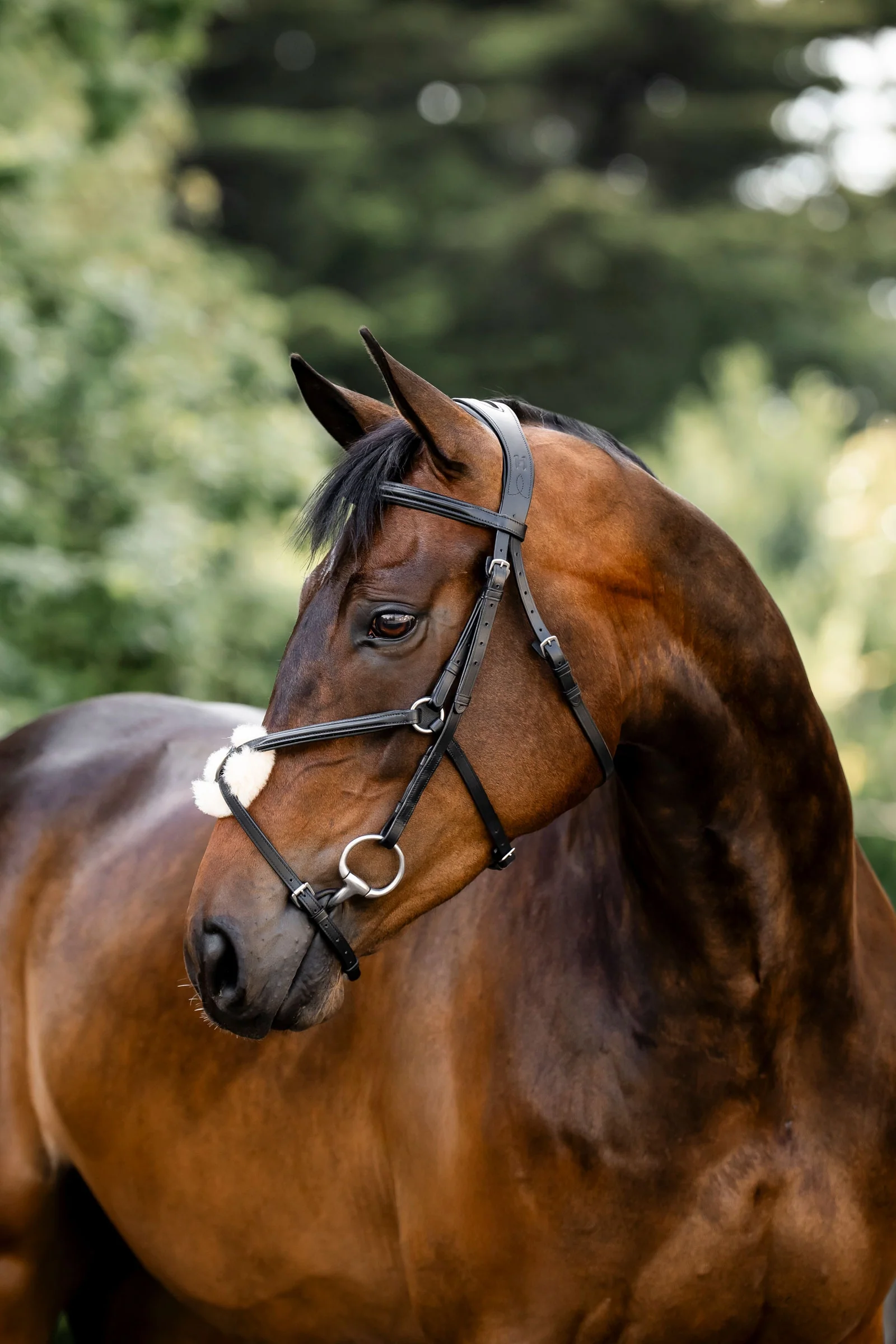 Figure 8 Grackle Bridle Black C