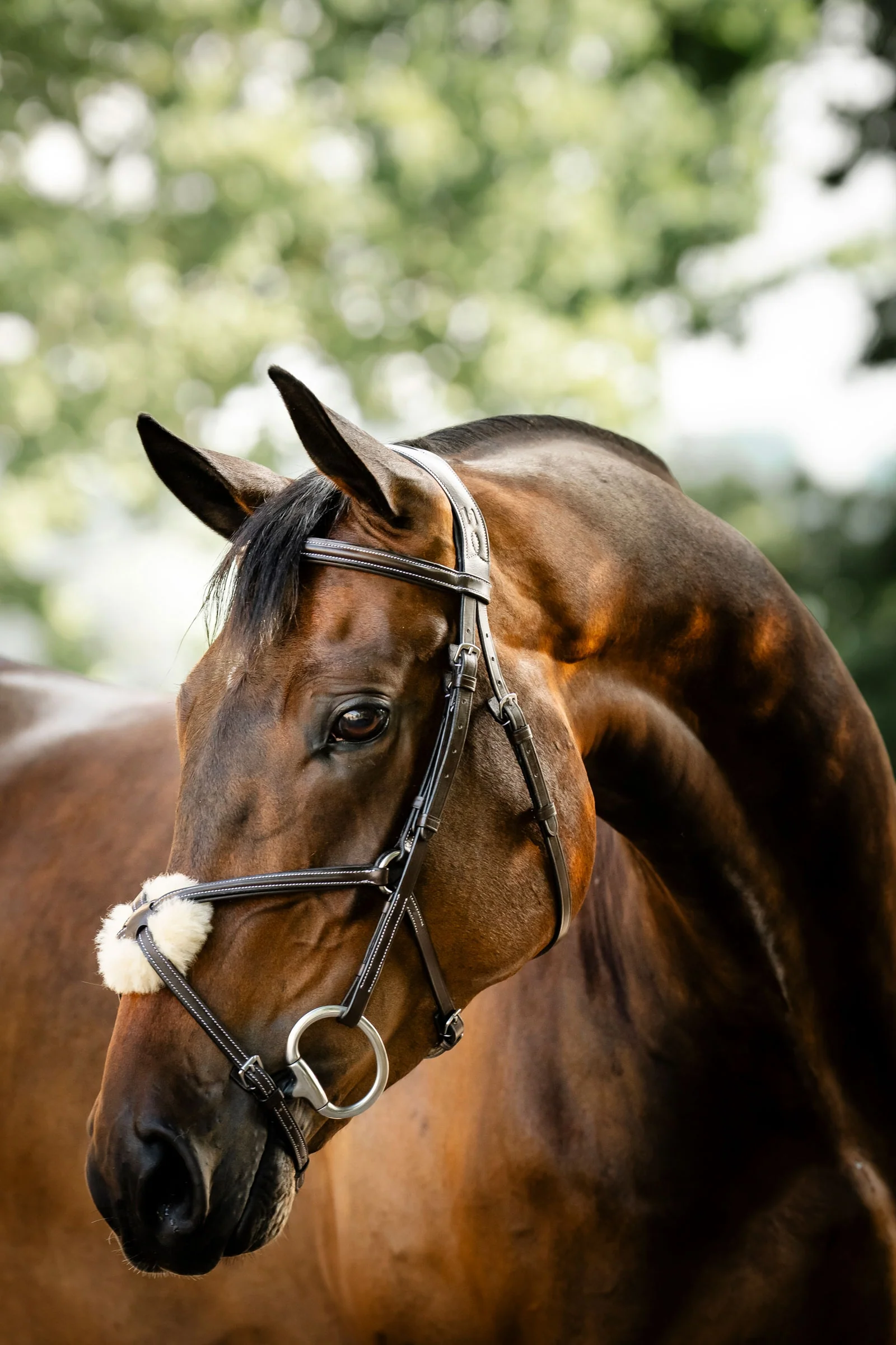 Figure 8 Grackle Bridle Brown X-Full