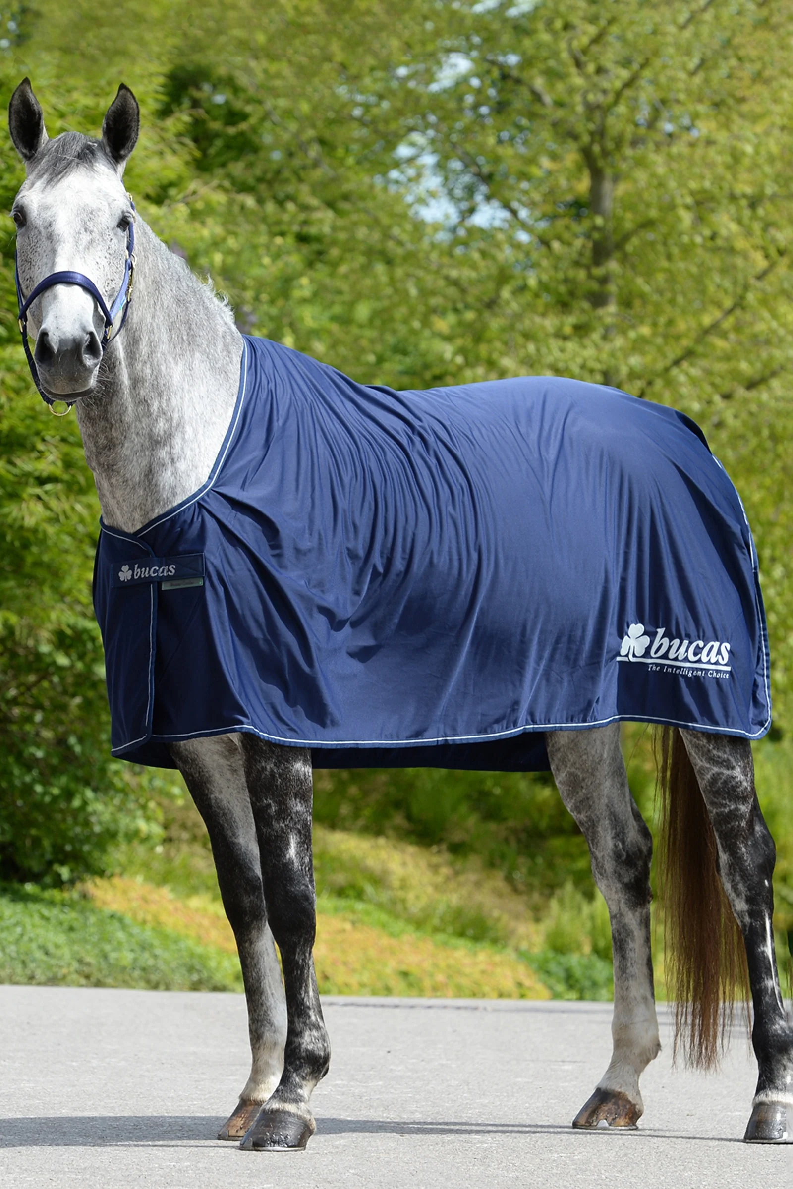 Power Prize Cooler Dark Blue/Silver 145