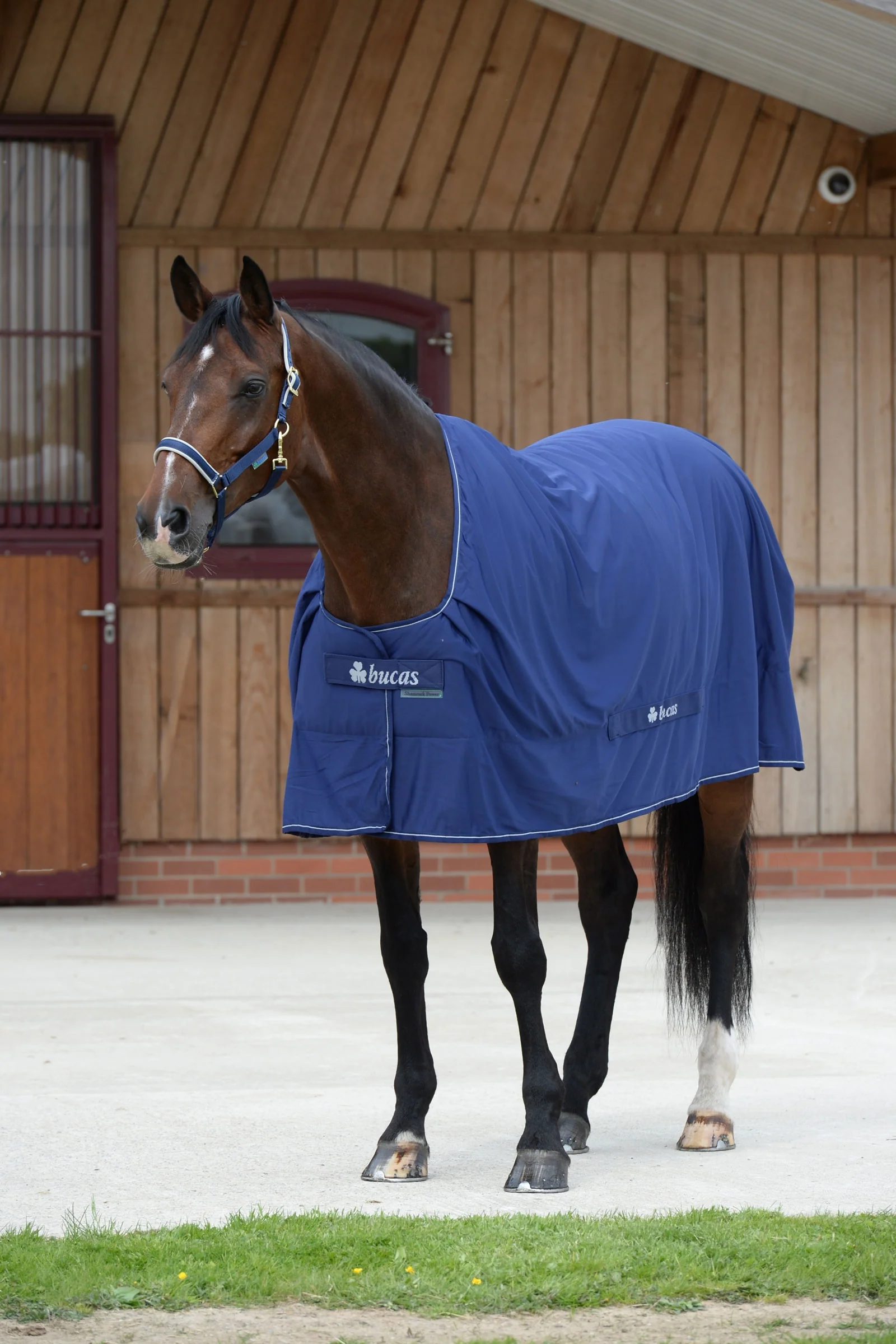 Shamrock Power Rug Dark Blue/Silver 130