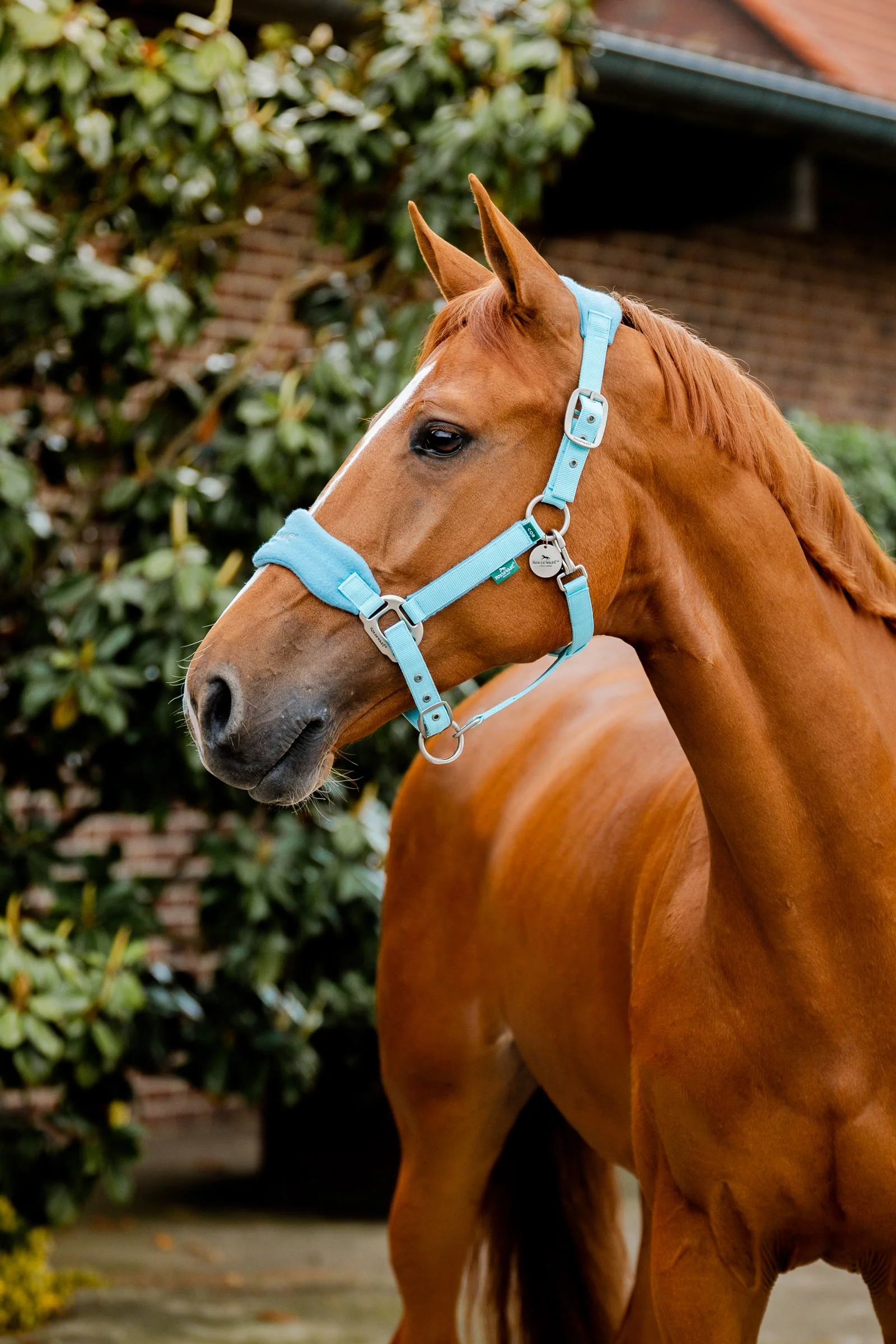Signature Grooming Headcollar Blue Haze F