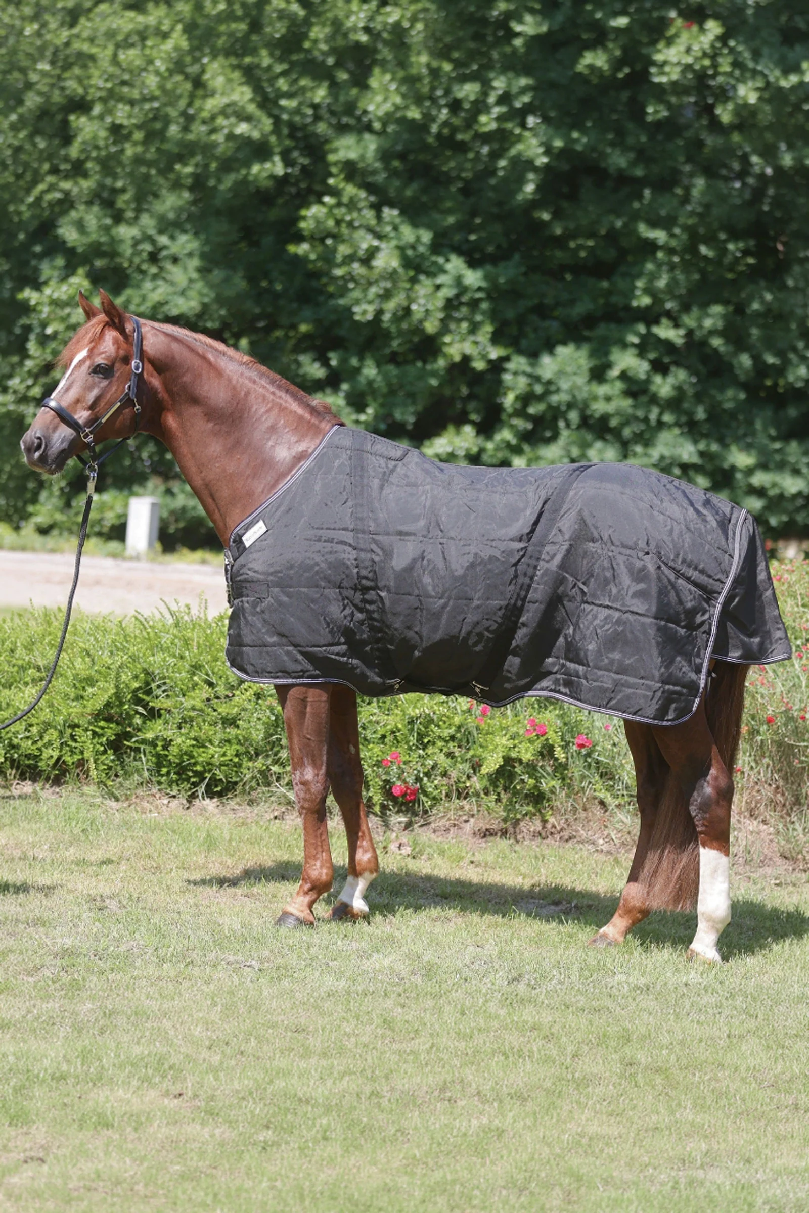 Stallion Rug With Chest Bib, 50 g Black 155